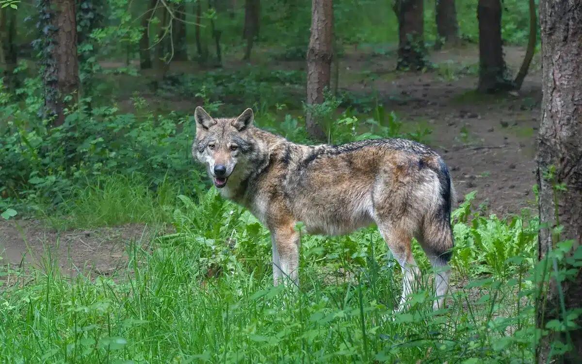 Abbattuto un lupo maschio di 45 chili: «era una minaccia». Esplode la polemica - 