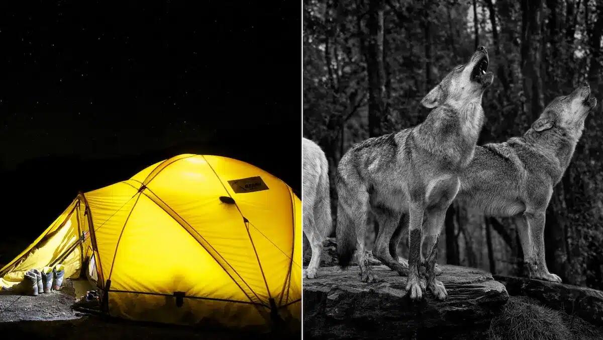 Ululati e movimenti nel bosco: due 16enni temono di essere accerchiati dai lupi, soccorsi di notte -