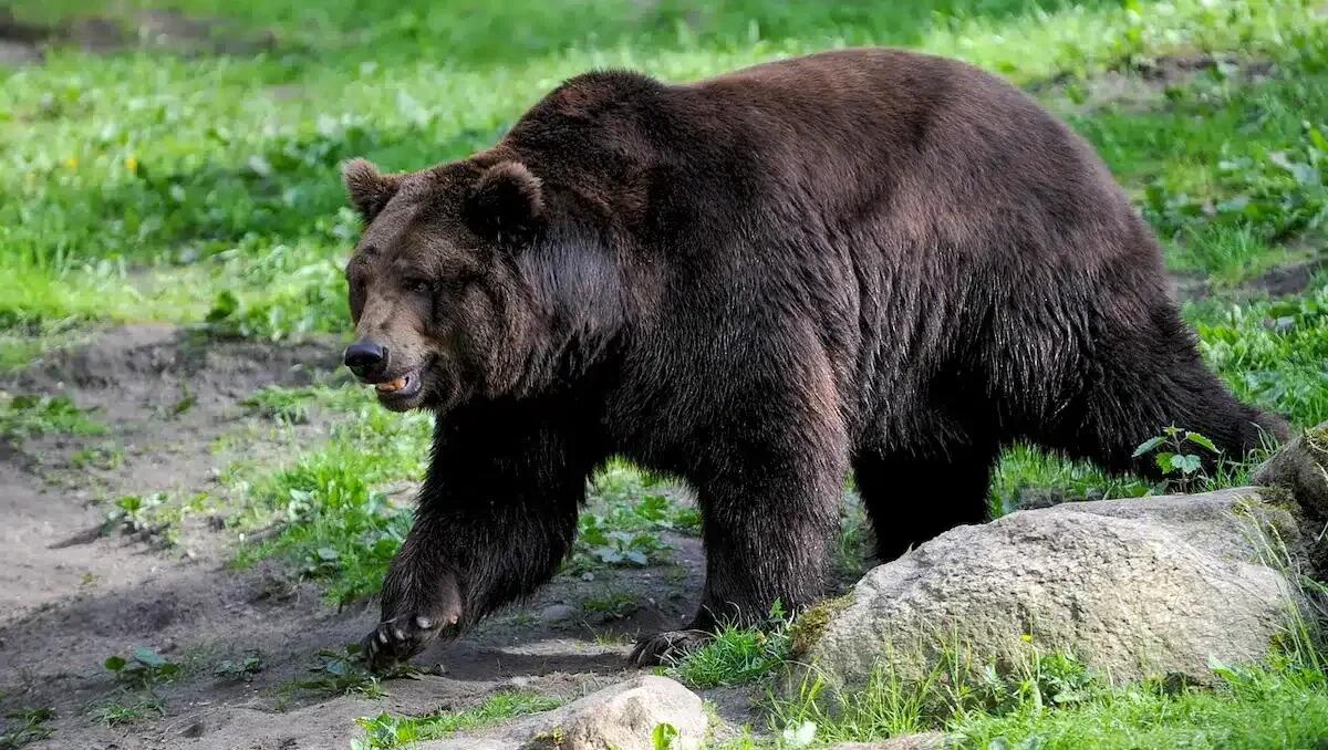 Tarcento, famiglia sorpresa da un orso in un campo: si rifugia in casa - 