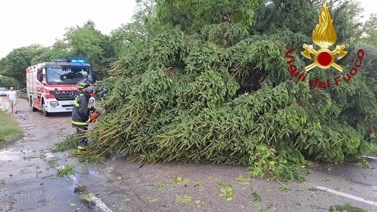 Castelfranco Veneto, maltempo abbatte alberi e rami: Vigili del Fuoco in azione - 