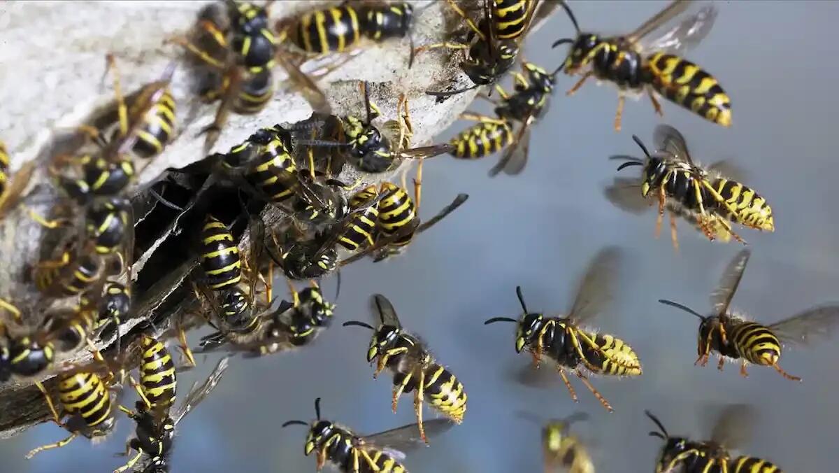 Punta da uno sciame di vespe, va in shock anafilattico: l'intervento del fratello le salva la vita -