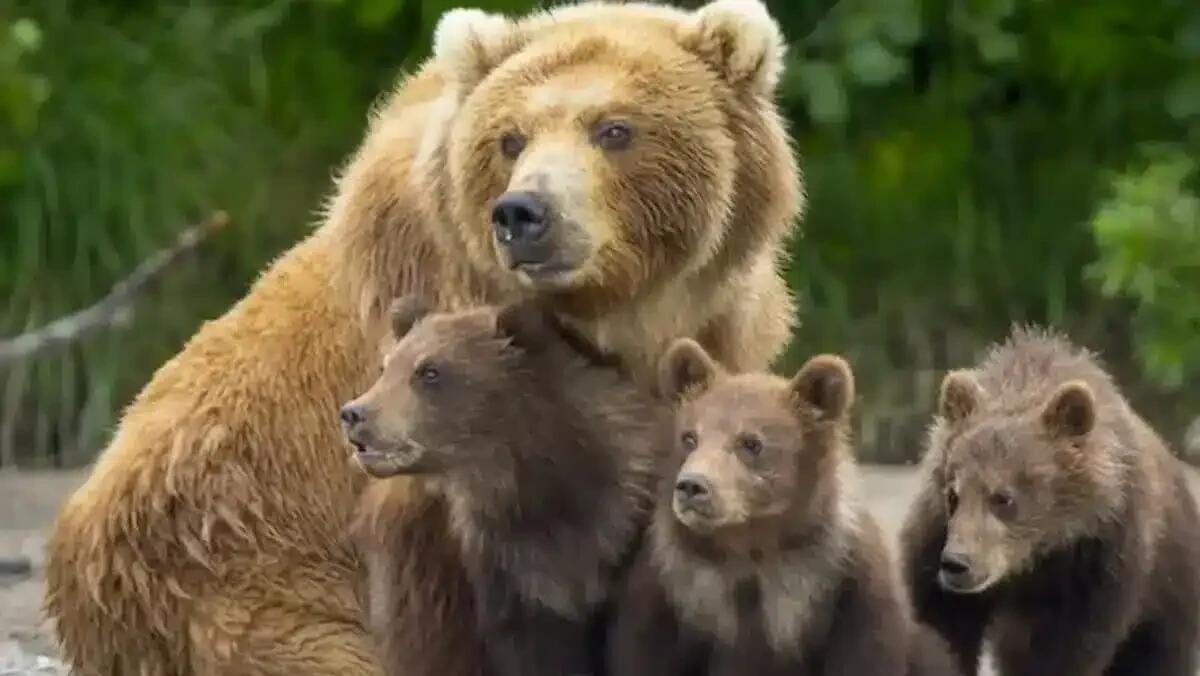 Si imbatte in un’orsa con i suoi cuccioli: cane aggredito e ferito - 