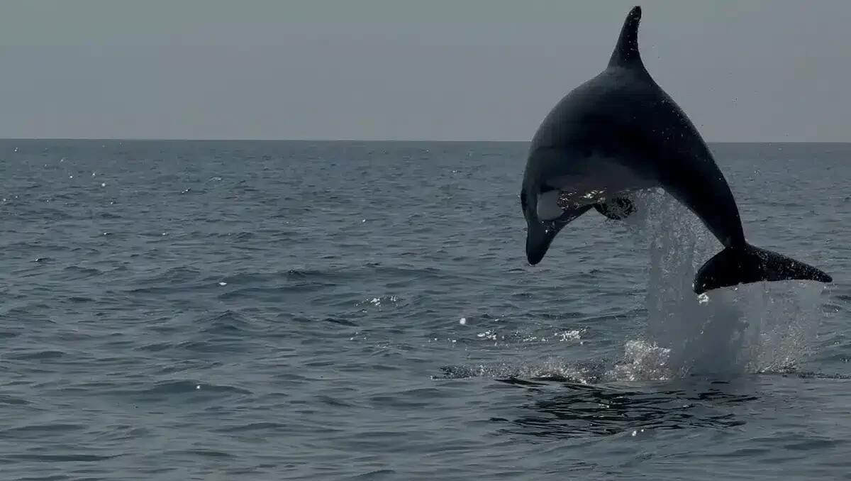 Emozioni a Lignano, delfini danzano in mare davanti a Riviera | FOTO - VIDEO - 