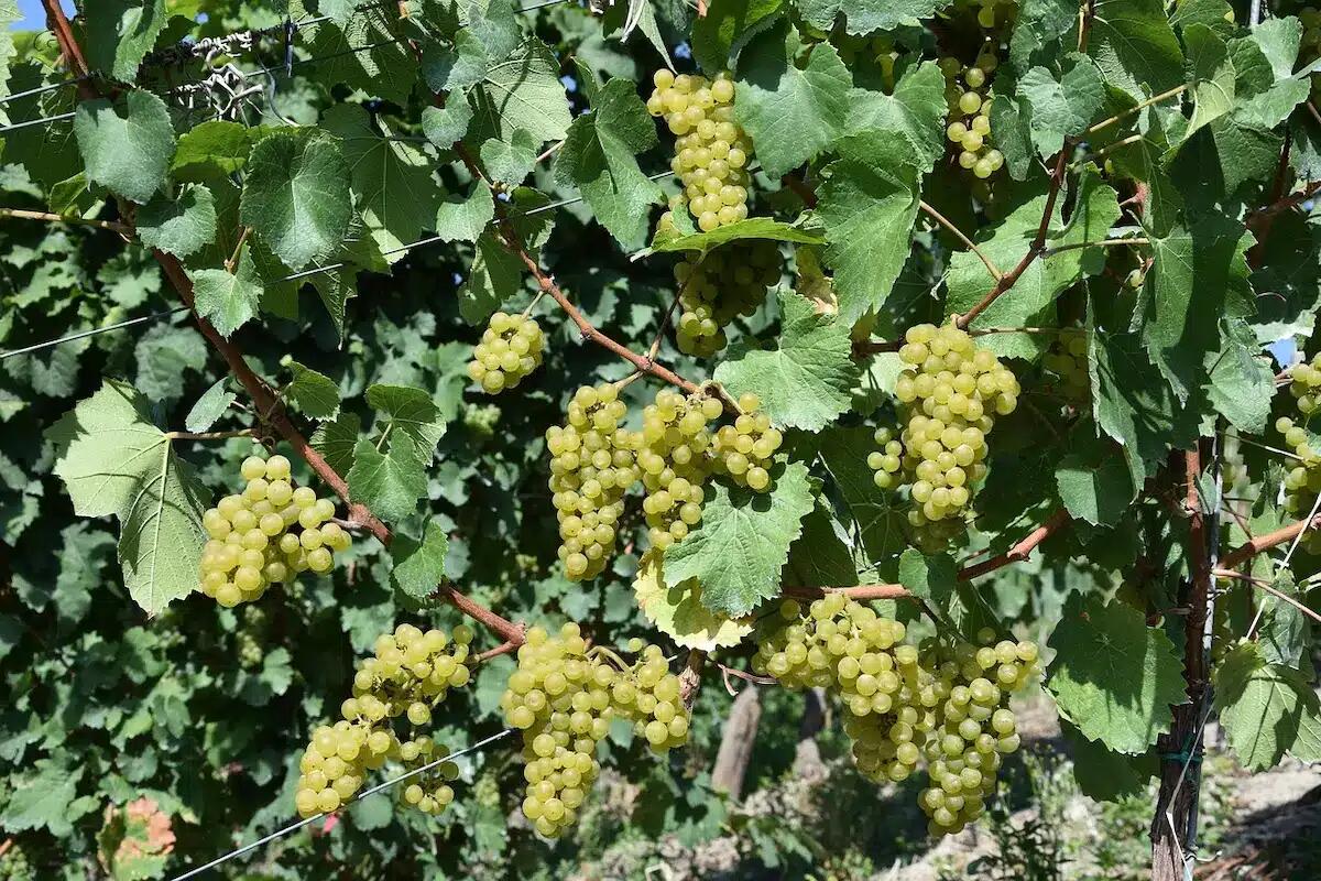 Vendemmia 2025, Passador (Vi.V.O. Cantine): “Qualità promettente ma mercati incerti” - 