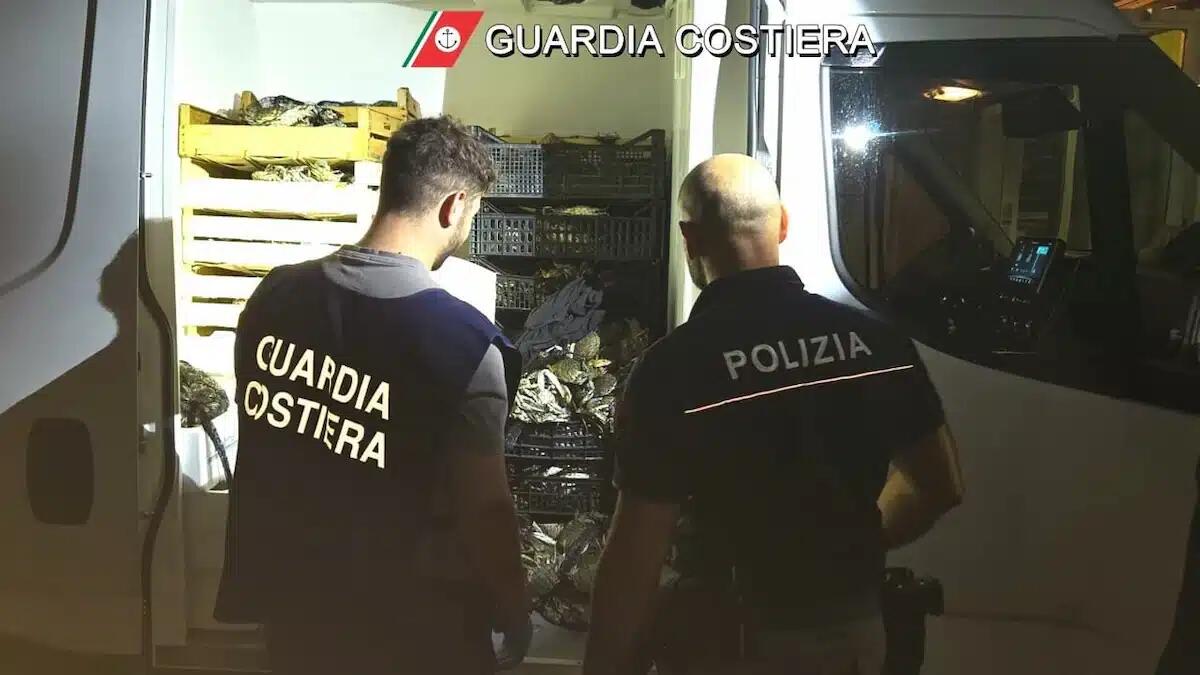 Duecento chili di granchi blu (per i ristoranti) nascosti nel doppio fondo del furgone: maxi multa - 