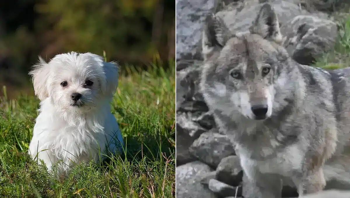 Cagnolino sbranato da un lupo a due passi dal centro abitato: panico a Col San Martino -