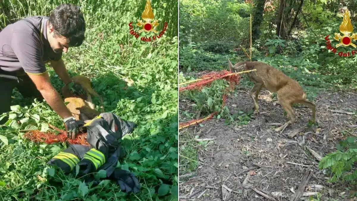 Latisana, capriolo rimane impigliato in una rete: liberato dagli «angeli» del soccorso - 