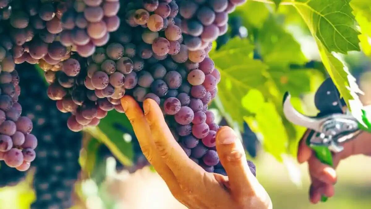 Vendemmia didattica in Friuli dal 23 agosto: tra filari e degustazioni un viaggio nella tradizione - 