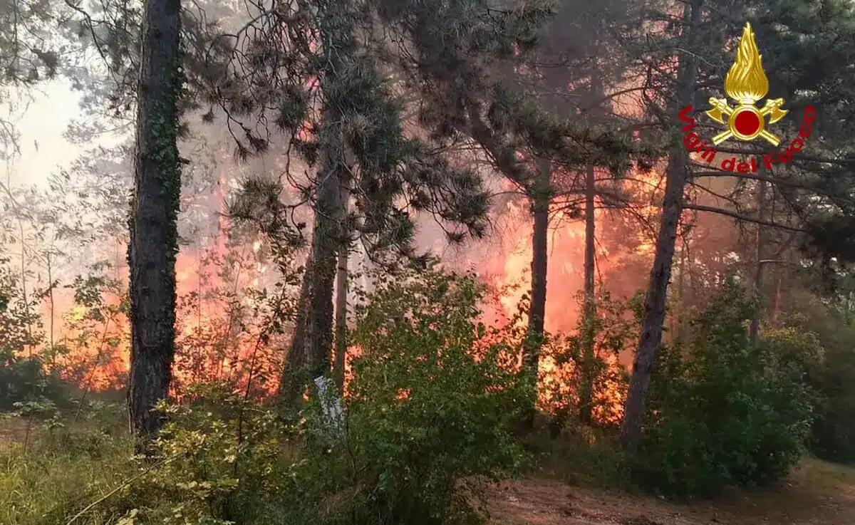 Monfalcone, incendio boschivo sul Carso: «attivato il Centro Operativo Comunale» -
