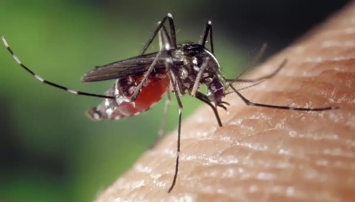 Chikungunya, focolaio a Verona: sono 10 i casi accertati - 