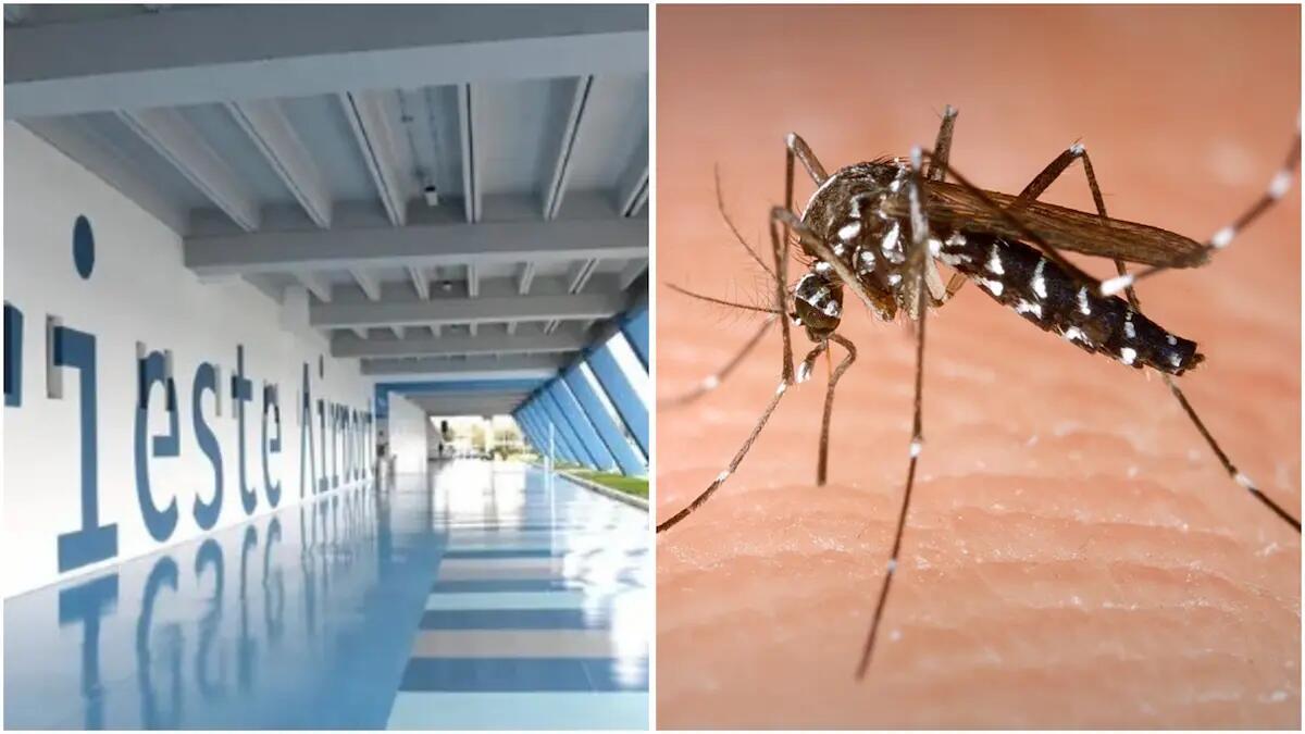 Invasione di zanzare tigre, scatta la disinfestazione straordinaria: intervento notturno al Trieste Airport - 