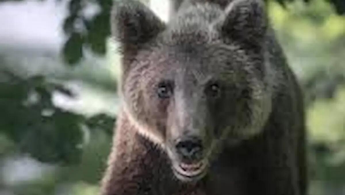 Orso urtato da un'auto sulla statale 239, soccorso e portato al Casteller: indenne il conducente del veicolo - 