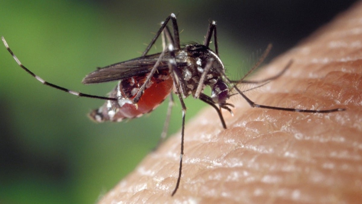 Dengue in Friuli Venezia Giulia, accertati due nuovi casi: disinfestazioni al via - 