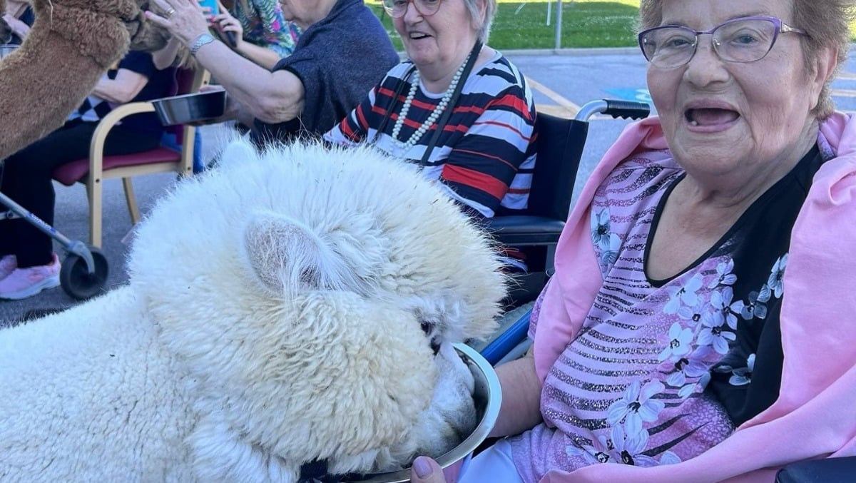 Pet therapy alla RSA di Cinto Caomaggiore: gli alpaca portano gioia e sorrisi agli anziani - 