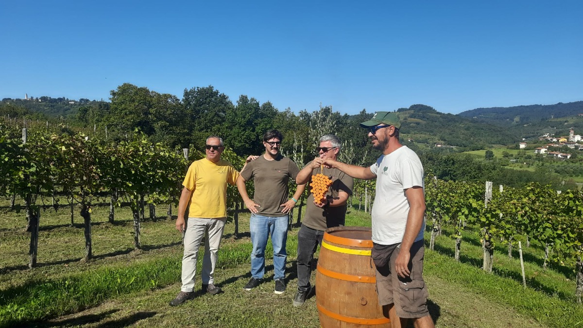 Vendemmia solidale 2025 a Oslavia, il passaggio del grappolo tra tradizione e inclusione - 