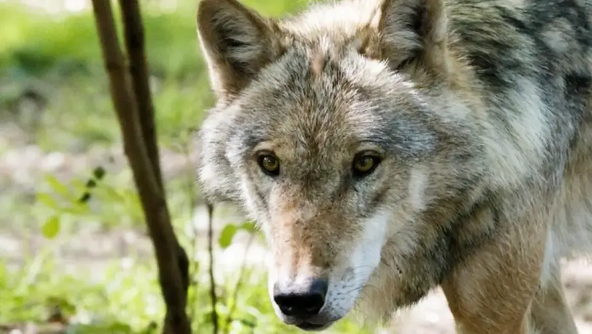 Lupo abbattuto dal Corpo forestale, eseguito il decreto: "Stava predando un bovino" - 