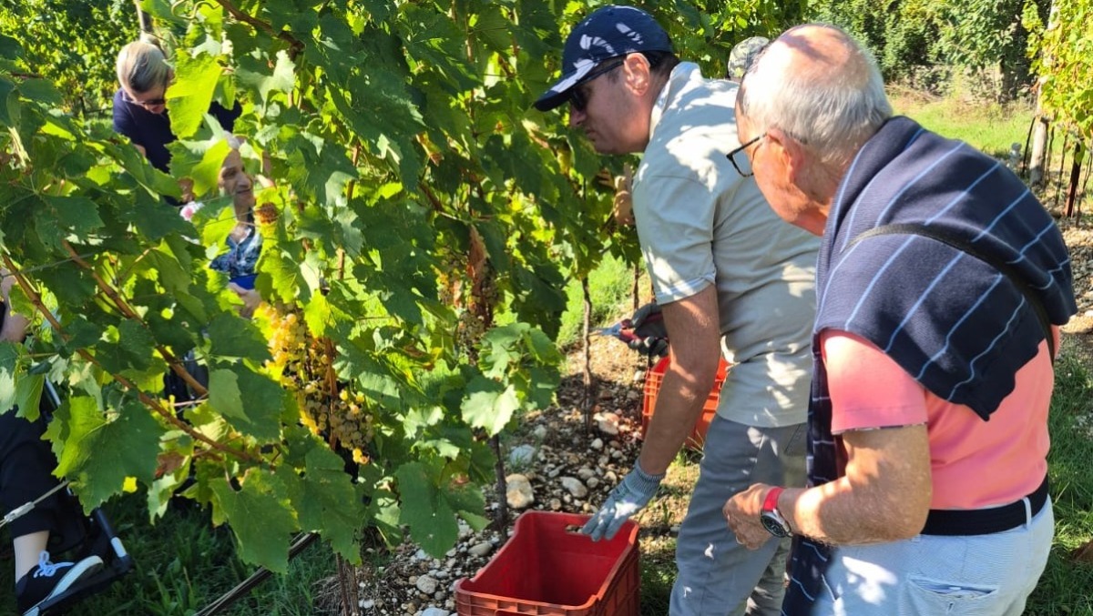 Gorizia, vendemmia didattica con Anffas e Cantina Produttori Cormons -