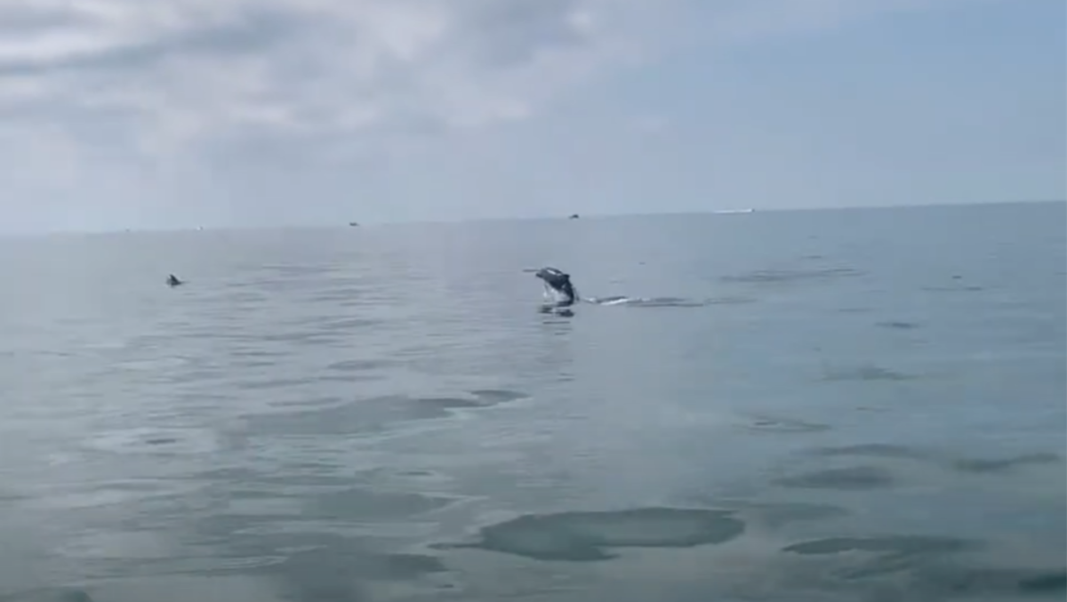 Incontro speciale in mare a Lignano: delfini nuotano vicino alla riva | VIDEO - 