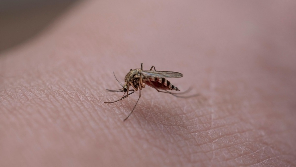 Nuovo caso di Dengue a Trieste: contagiato un uomo rientrato dall'estero - 