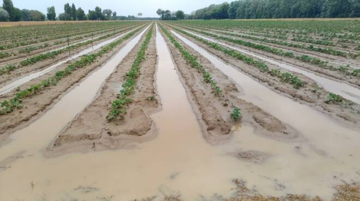 L’agricoltura friulana di fronte al cambiamento climatico - 