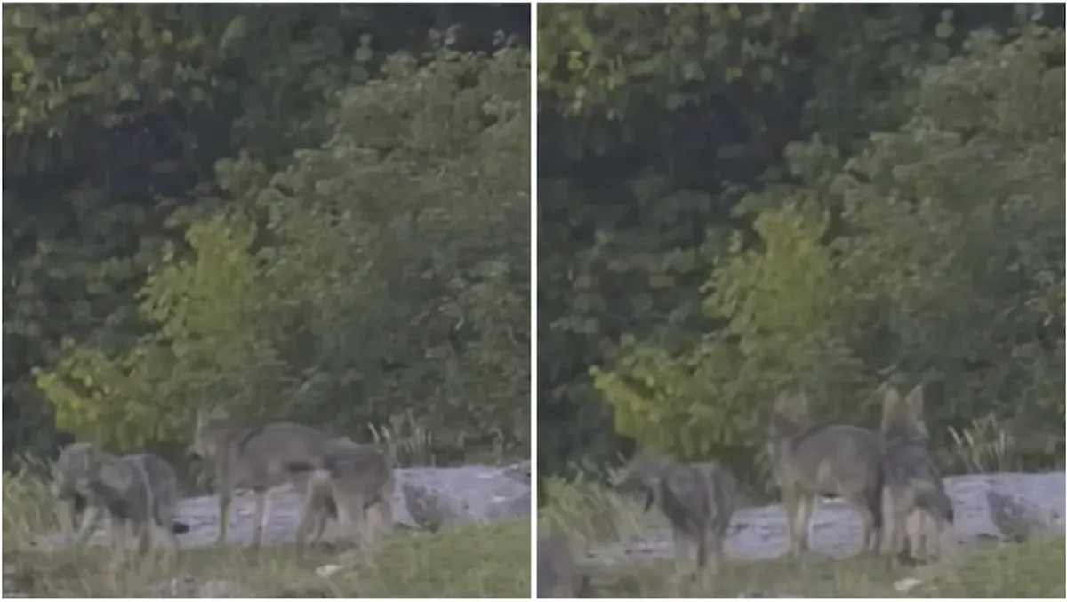 Lupo abbattuto secondo il decreto, spuntano i cuccioli del suo branco: il video diventato virale - Le immagini, realizzate da Gaetano Pimazzoni e Simone Gabrielli