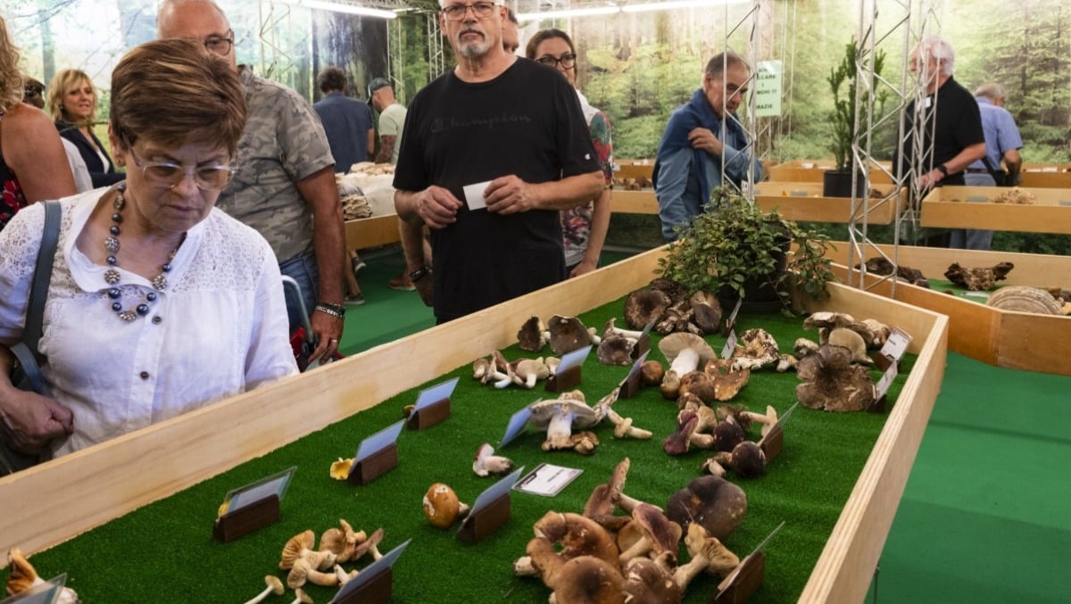 Festa dei Funghi di Budoia: record storico con 617 specie esposte alla mostra micologica - 