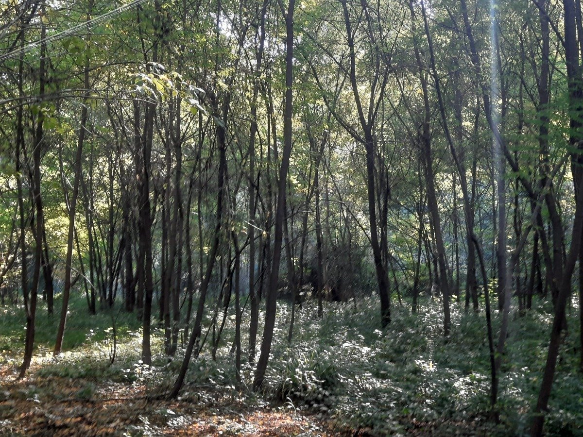 Viaggio nel cuore del Friuli: passeggiata guidata al Biotopo dell’acqua caduta - 