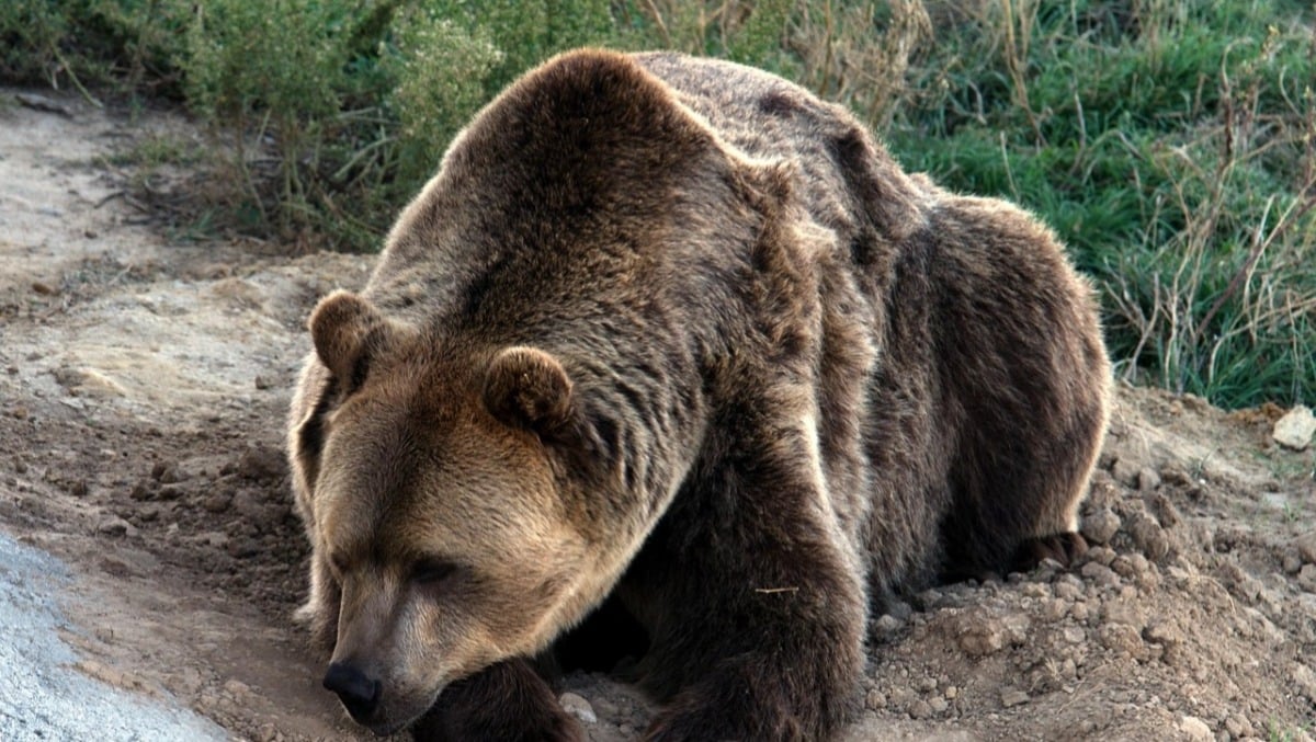 Paura in un parco giochi: rinvenuta la pelle di un orso - 