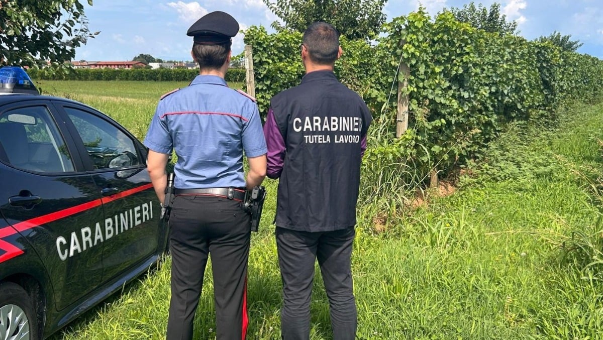 Stretta sul lavoro nero, controlli tra le vigne del Trevigiano: scattano maxi-multe e sospensioni - 