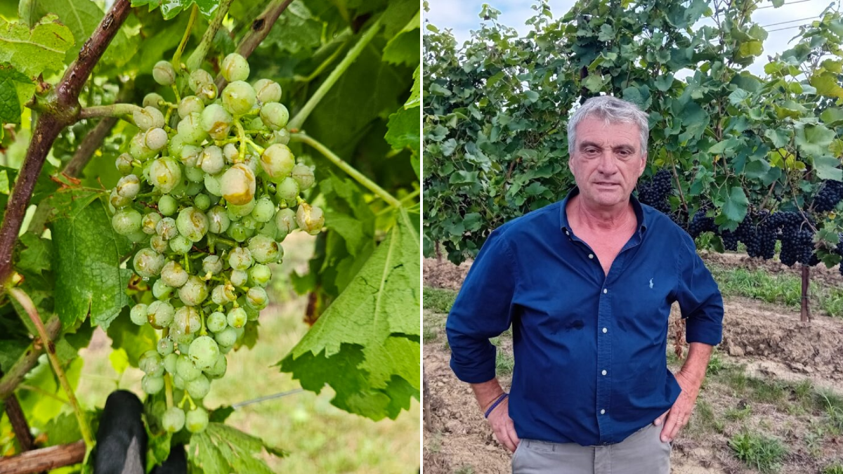 Grandinate da aprile a settembre: agricoltura vicentina in ginocchio - 