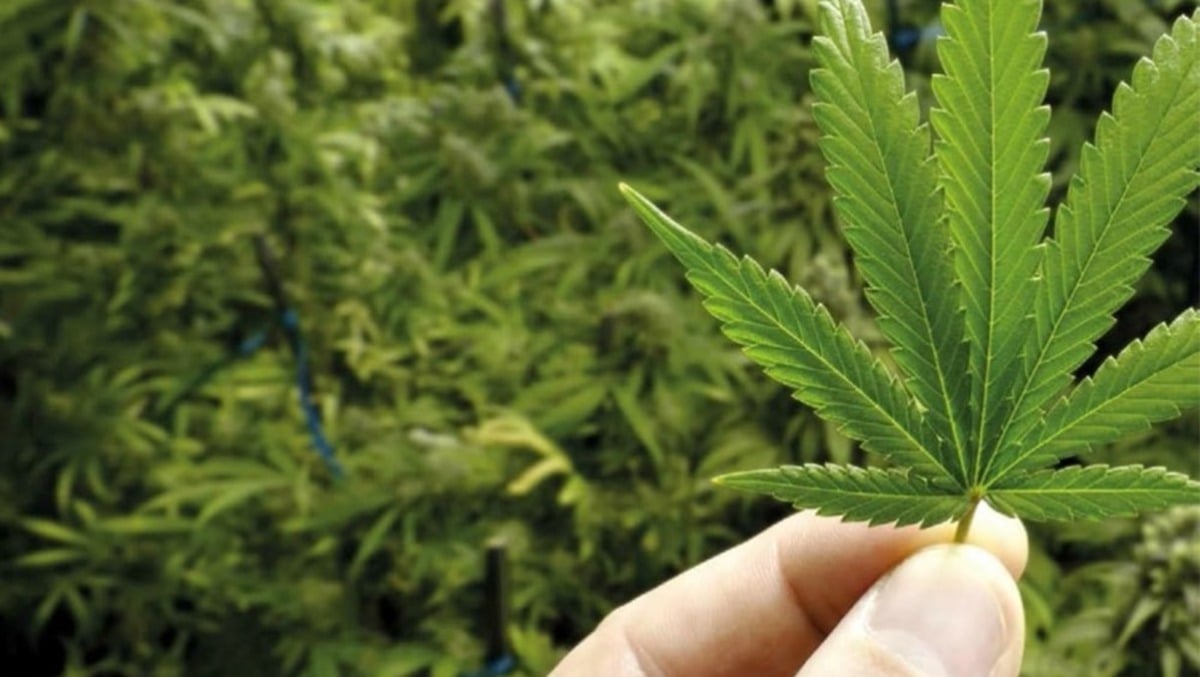 Coltivava marijuana in casa, nei guai un 54enne: denunciato per produzione e detenzione di droga - 