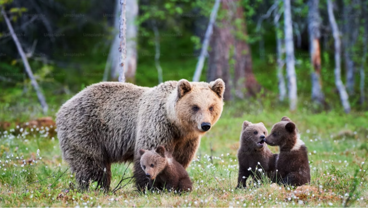 Val di Sole, avvistata un'orsa con i suoi cuccioli: potrebbe trattarsi di F89 - 