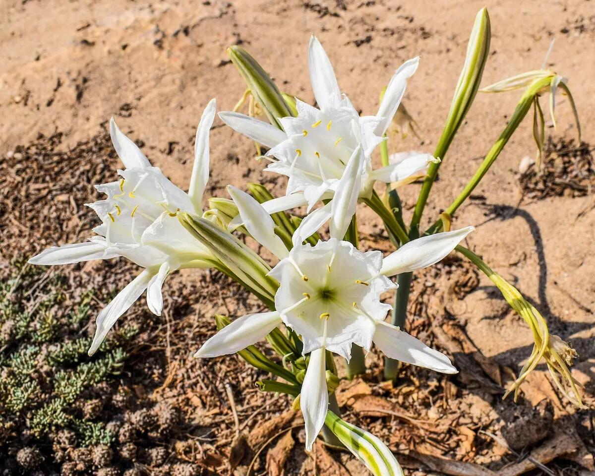 Sulle spiagge del Veneto cresce un fiore raro e bellissimo: il suo scopo è incredibile - 