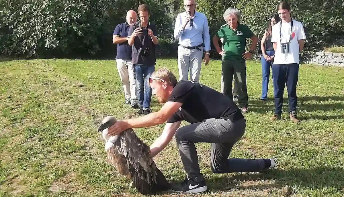 Tre grifoni liberati a Cornino, successo per la manifestazione "Vivi e liberi di volare" - 
