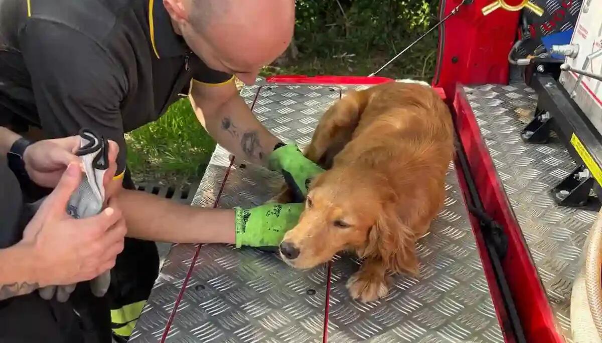 Resta intrappolato tra gli arbusti in un parco: cagnolino liberato dai pompieri -