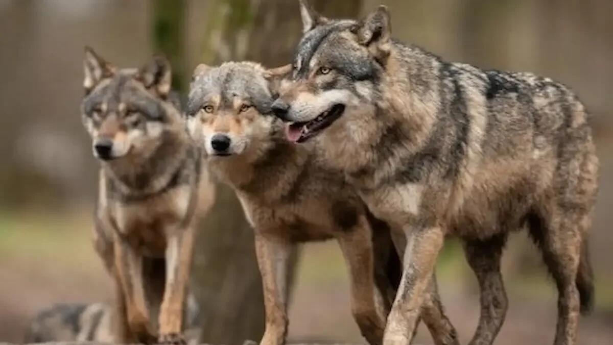 Allarme lupi: il Tribunale respinge gli animalisti e ordina l’abbattimento - 
