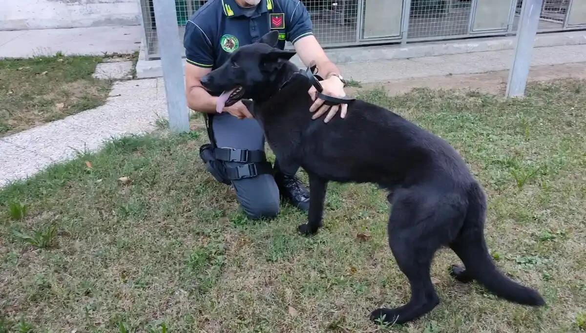 Escor va in pensione dopo 8 anni di servizio: Treviso ringrazia il suo "finanziere a quattro zampe" -