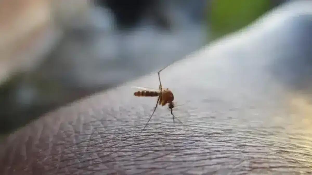 In terapia intensiva in gravi condizioni per un’encefalite: si sospetta West Nile - 
