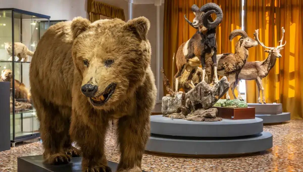 Pordenone, settembre di mostre e visite guidate ai Musei Civici: programma completo - 