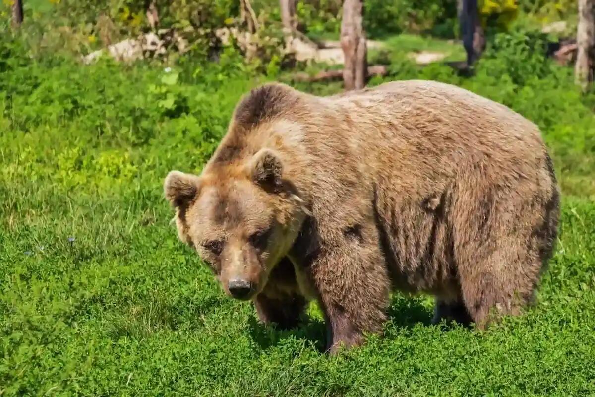 Orso si aggira affamato nel Pordenonese: danneggiate diverse arnie durante la notte -