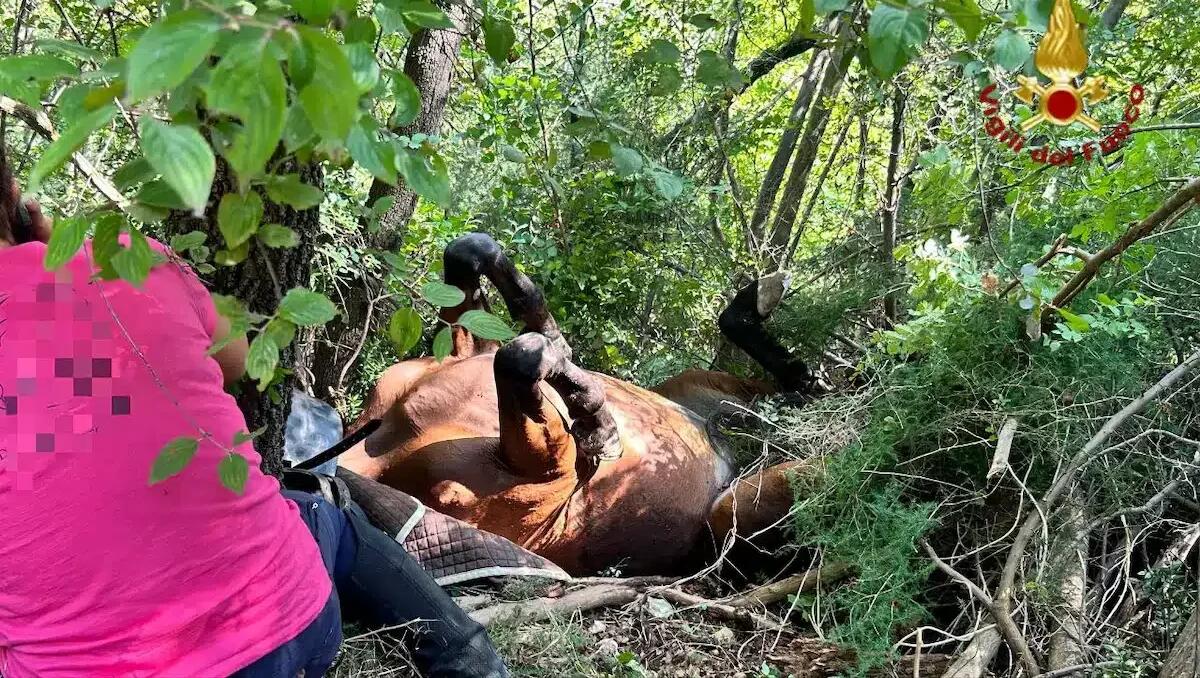 Scheggia scivola e cade in un dirupo: cavalla salvata dai Vigili del Fuoco con l’elicottero -