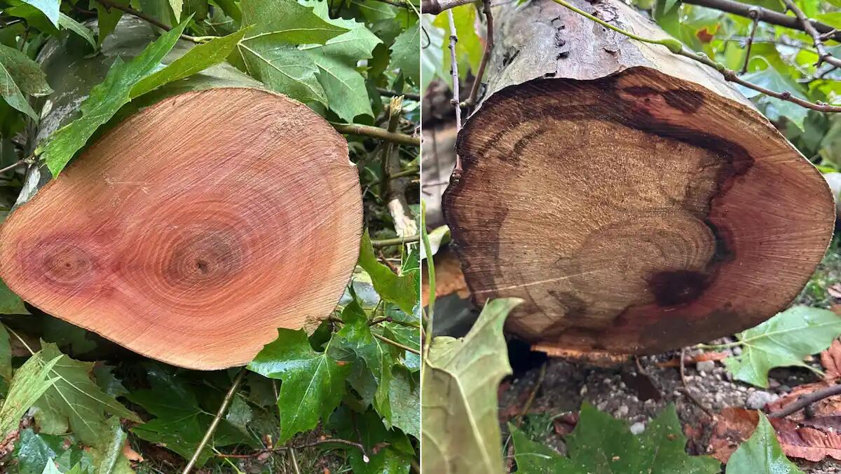 Udine, abbattuti gli alberi malati: il Comune annuncia nuove essenze arboree in città - 