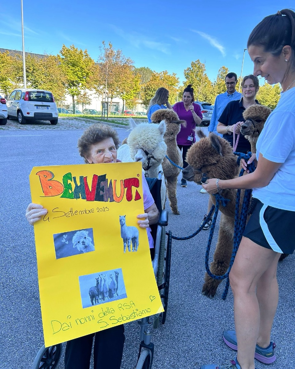 alpaca sereni orizzonti