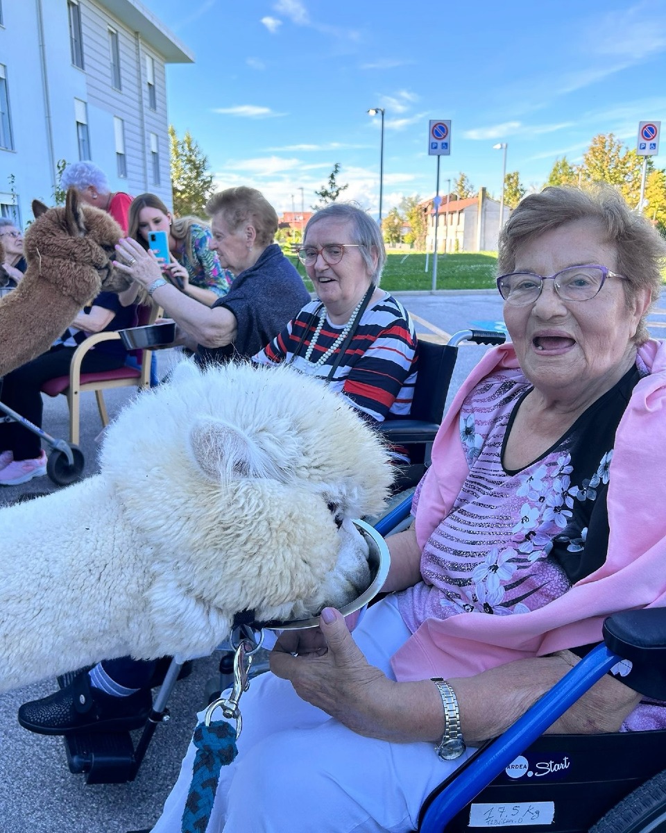 alpaca sereni orizzonti