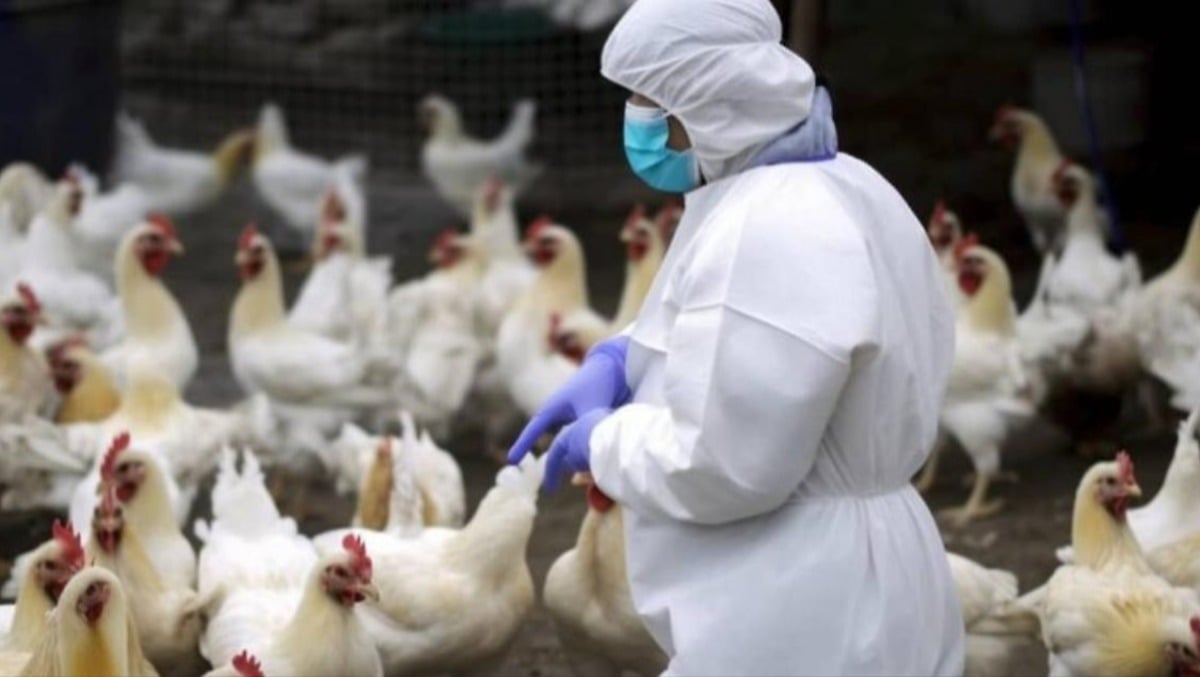 Focolaio di influenza aviaria, sanificazione urgente: stop all'attività dell'azienda coinvolta -
