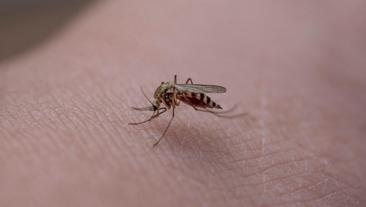 Chikungunya, salgono a 62 i casi autoctoni registrati nel Veronese - 