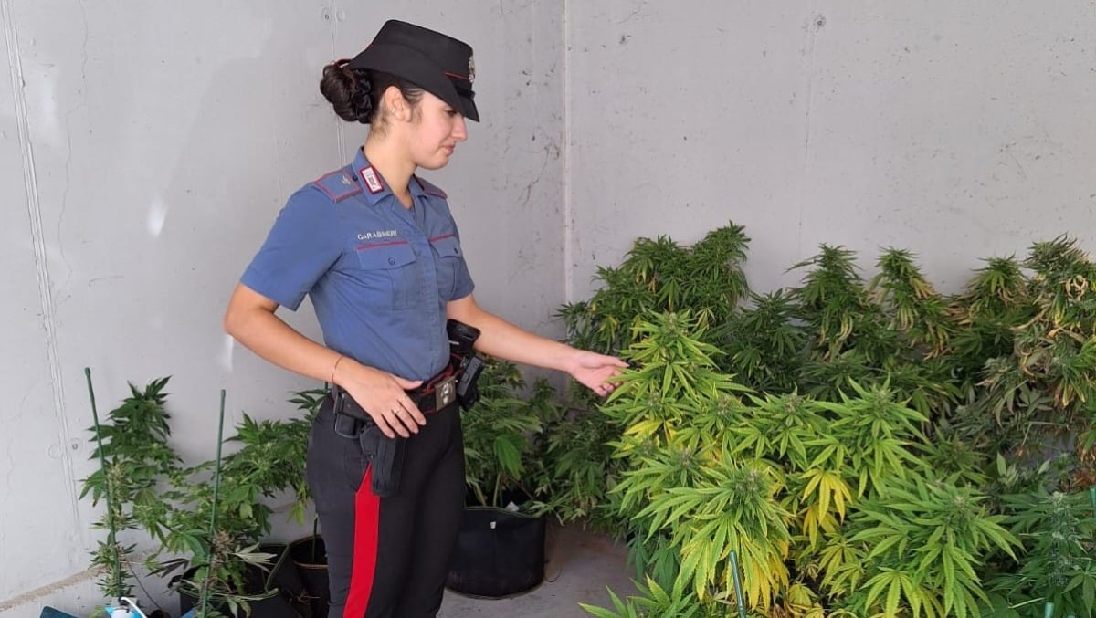Aveva una serra artigianale di marijuana in casa: sequestrate 12 piantine, arrestato 54enne - 