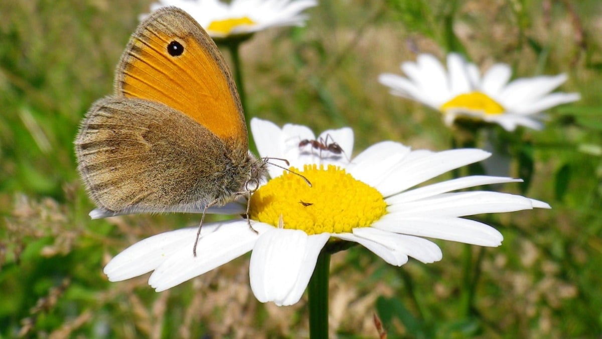 “Magredi – La steppa friulana”: il documentario sulla biodiversità del FVG nei cinema di Pordenone, Udine e Spilimbergo - 