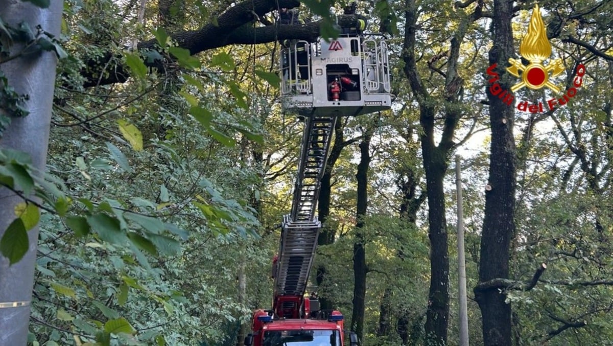 Bora oltre i 100km/h, alberi caduti o pericolanti: 90 interventi dei pompieri in FVG - FOTO - 
