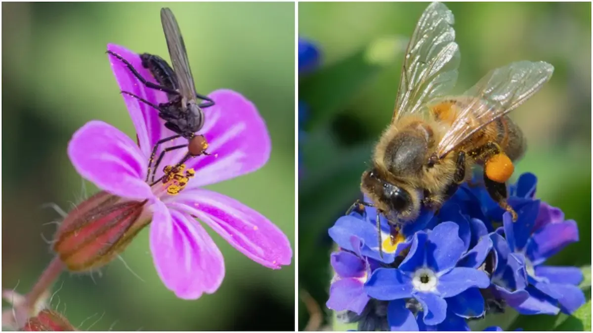 Nuove meraviglie alla Casa delle Farfalle: PolliNation porta i visitatori in un mondo di impollinatori - 